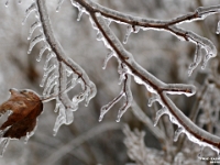 38060RoCrLe - Aftermath of the Ice Storm (Death of a Maple).JPG